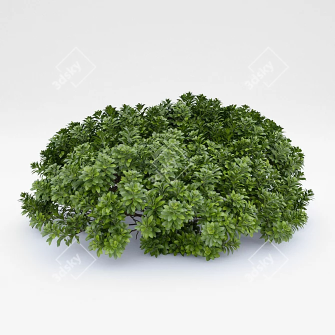 Botanically accurate Pittosporum model 3D model image 1