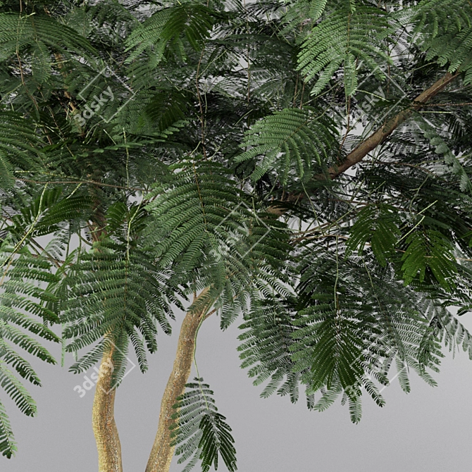 Persian Silk Tree - Adult Forms 3D model image 3