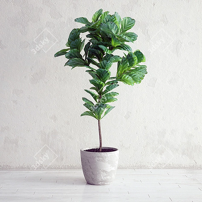 Lush Ficus Lyrata: Lifelike 3D Interior Plant 3D model image 1