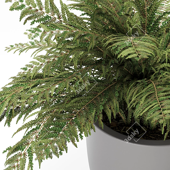 Lush Foliage Ferns 3D model image 2