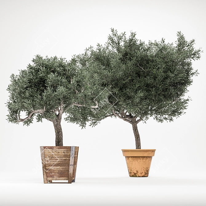 OliveTree: Green Oasis for Any Space 3D model image 1