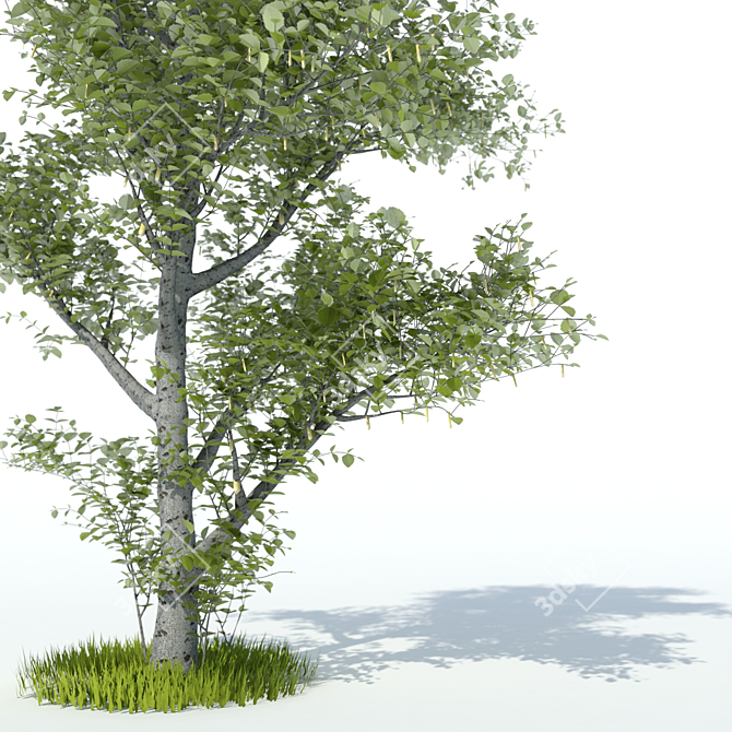 Elegant Aspen Tree 3D model image 2