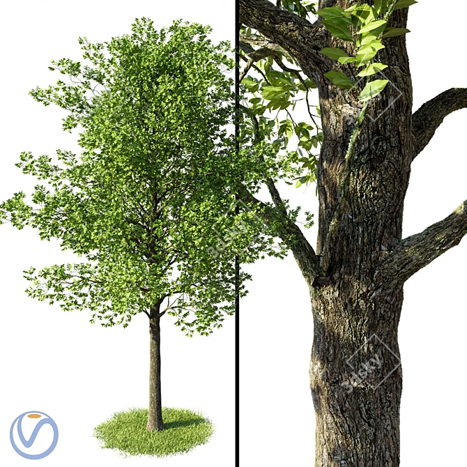 Natural Beech Tree Model 3D model image 1