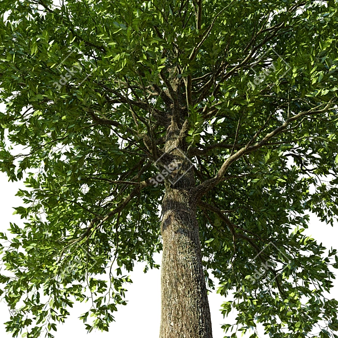 Natural Beech Tree Model 3D model image 2