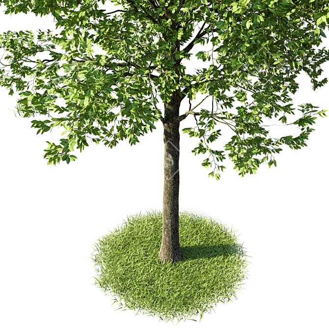 Natural Beech Tree Model 3D model image 3