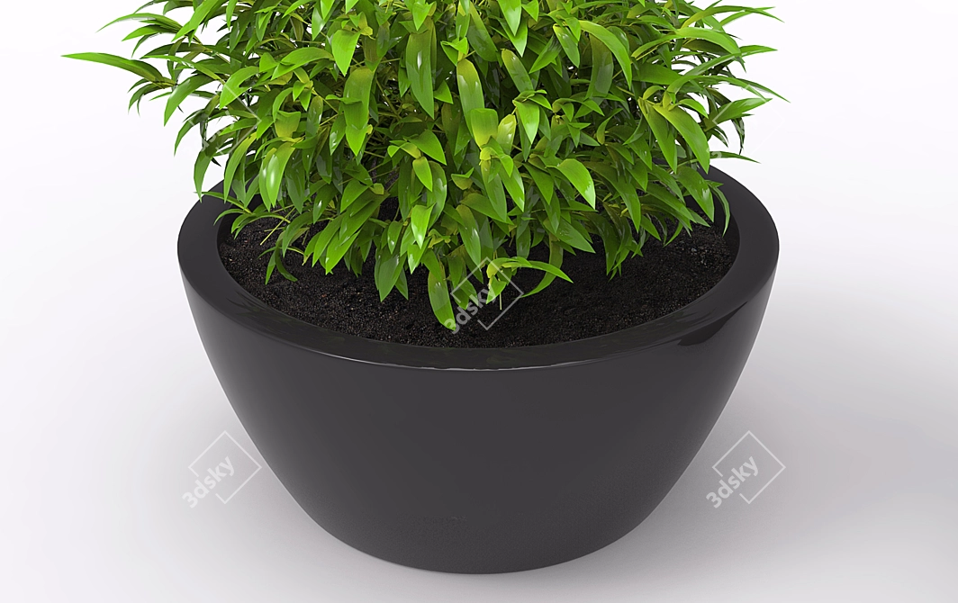 Blooming Potted Plant 3D model image 2