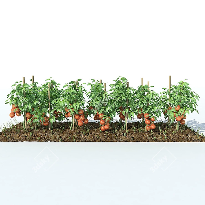 Temperate Tomato Medley 3D model image 3