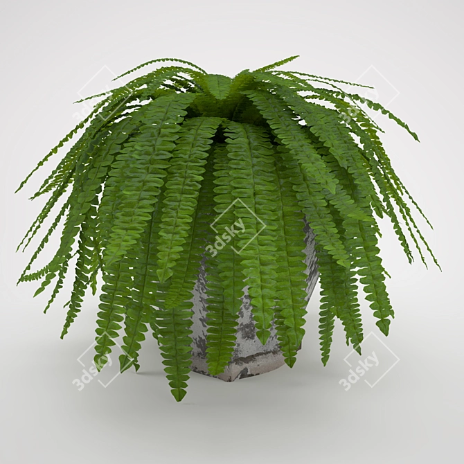 Elegant Boston Fern: Home Decor 3D model image 1