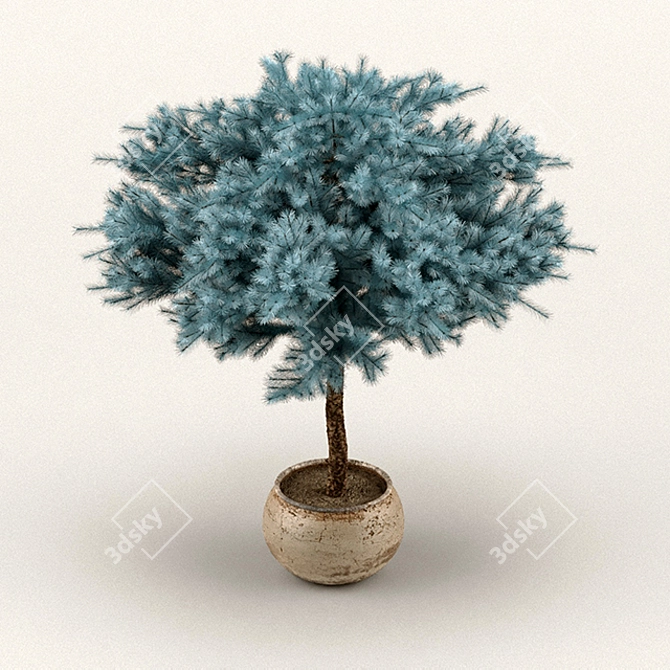 Colorado Blue Spruce: Stunning Polys & Verts 3D model image 2