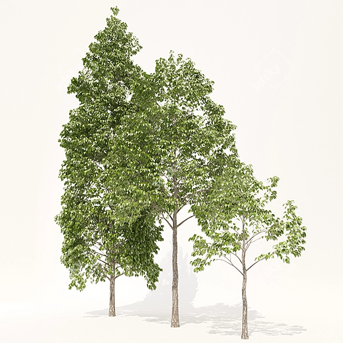 Populus Crowns: 3D Tree Models 3D model image 2