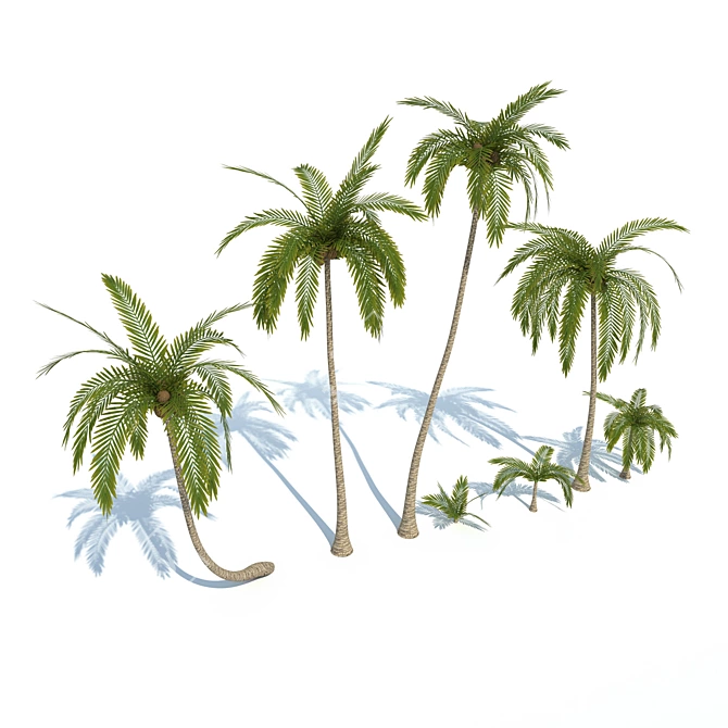 Exotic Palma: Tropical Elegance 3D model image 1