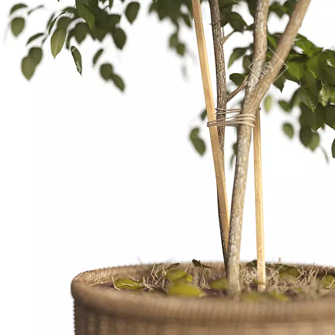 Benjamin Ficus Tree: High-quality 3D Model 3D model image 3