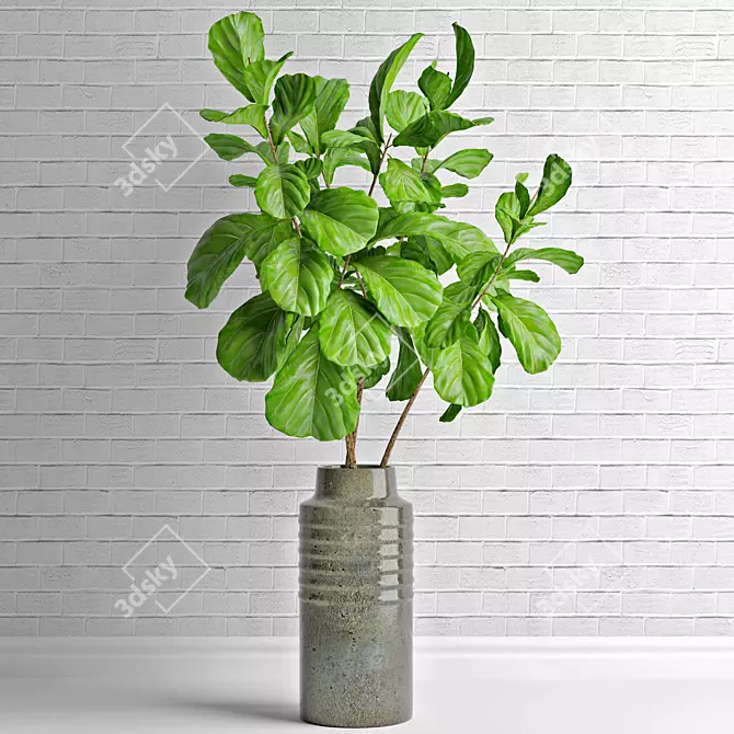 Elegant Ficus Lyrata: Lifelike Decor 3D model image 1