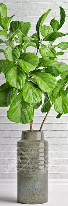 Elegant Ficus Lyrata: Lifelike Decor 3D model image 2