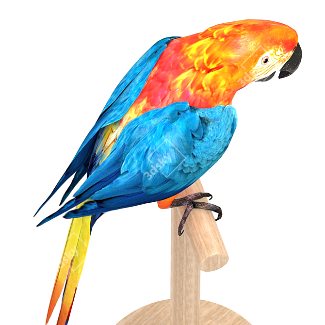 Feathered Beauty: Macaw 3D model image 3