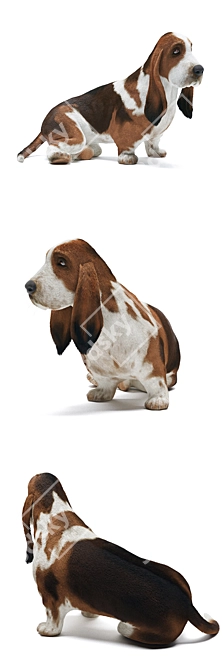 Realistic Basset Hound 3D Model 3D model image 2