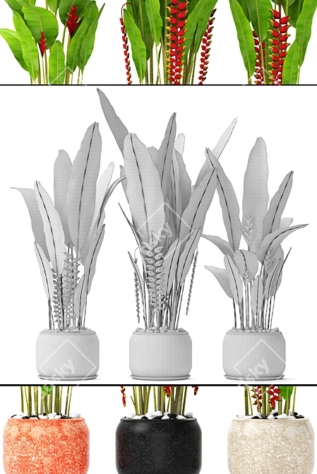 Tropical Splendor: Heliconia Collection 3D model image 3