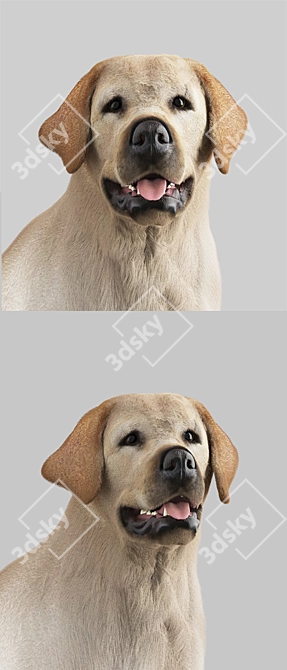 VRayFur Labrador Retriever Model 3D model image 2