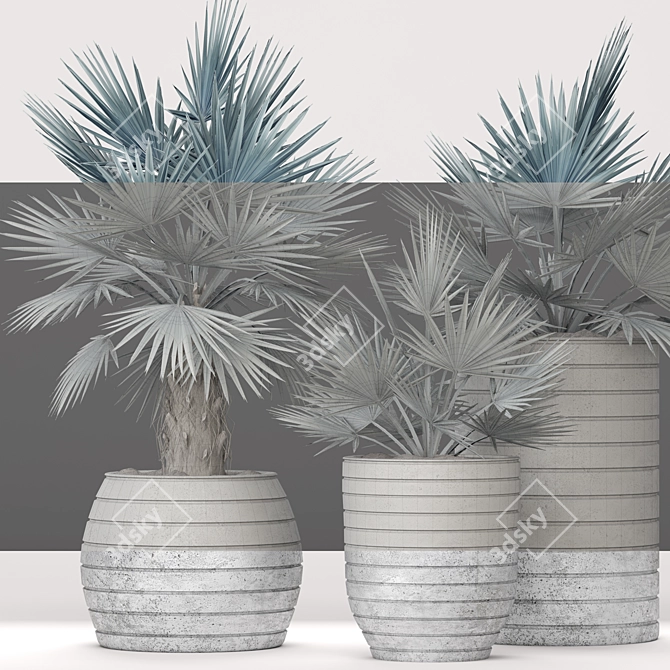 Majestic Bismarckia Palm Tree 3D model image 3