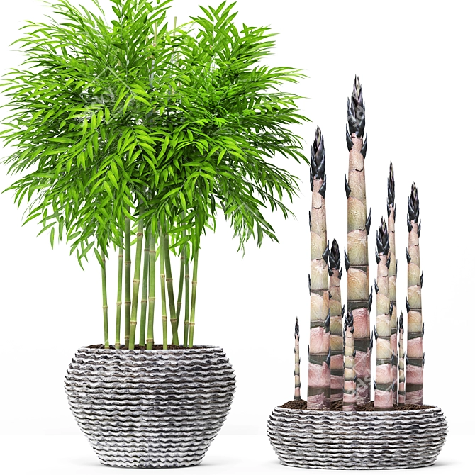 EcoGrowth Natural Bamboo Shoots 3D model image 1