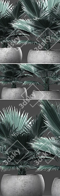 Blue Majesty Palm 3D model image 2