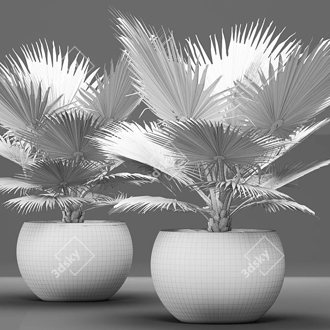 Blue Majesty Palm 3D model image 3