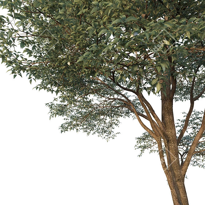 Architectural Tree Model - Perfect for Visualization 3D model image 3