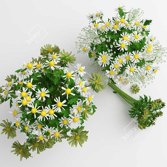 Charming Daisy Décor Set 3D model image 2