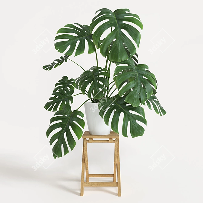 Exquisite Monstera Plant: 2013 Version 3D model image 1