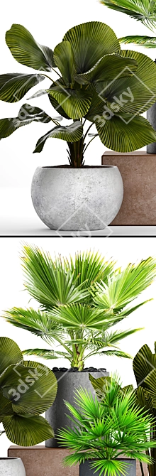 Tropical Paradise: Palm Collection 3D model image 2