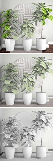 Graceful Ficus Lyrata Assortment 3D model image 3