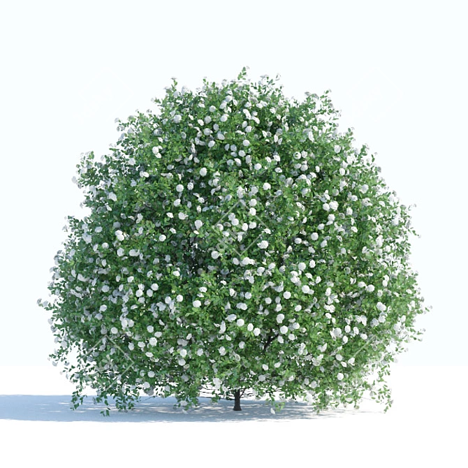 Flowering Spiraea Shrub - 1.2m 3D model image 1