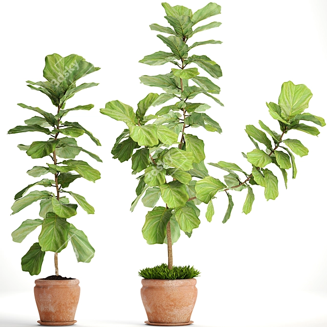 Ficus Lyrata Collection: Exquisite Greenery 3D model image 1