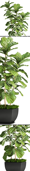 Lyrata Ficus: Elegant Indoor Plant 3D model image 2