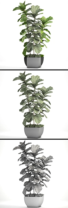 Lyrata Ficus: Elegant Indoor Plant 3D model image 3