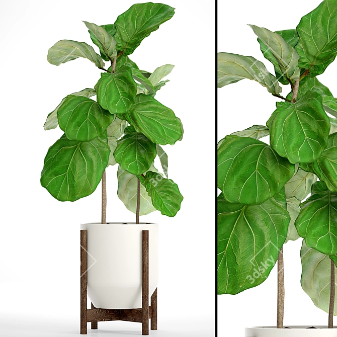 Lyrata Ficus Tree: Strikingly Beautiful 3D model image 1