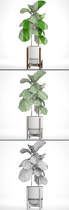 Lyrata Ficus Tree: Strikingly Beautiful 3D model image 3