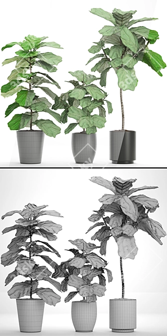 Lyrata Ficus Collection: Natural Beauty 3D model image 3