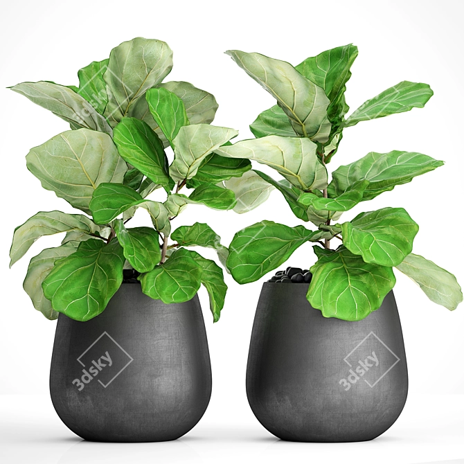 Ficus Lyrate Collection: 9 Varieties 3D model image 2