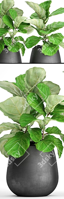 Ficus Lyrate Collection: 9 Varieties 3D model image 3