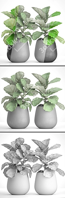 Ficus Lyrate Collection: 9 Varieties 3D model image 1