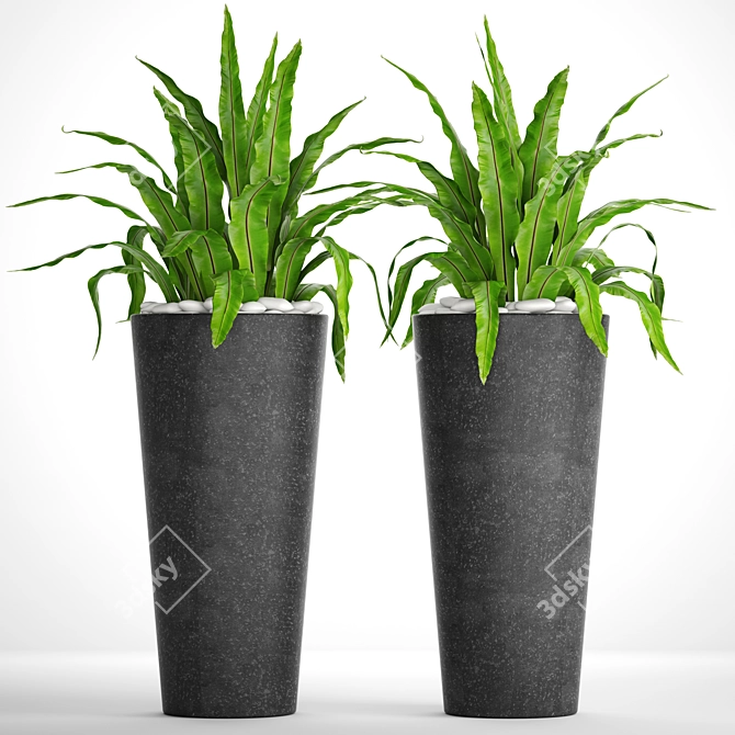 Asplenium Collection: A Garden Delight 3D model image 3