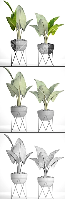 Exquisite Alocasia Macrorrhiza Collection 3D model image 3