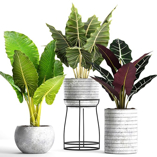 Tropical Pot Plant Collection 3D model image 1