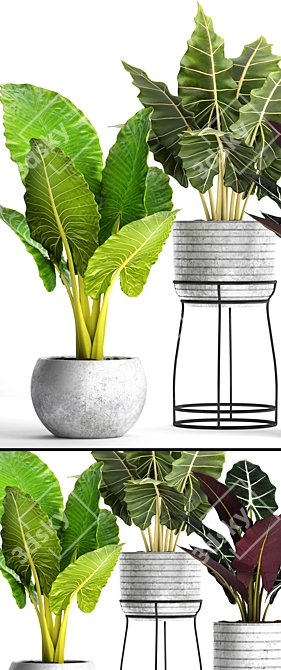 Tropical Pot Plant Collection 3D model image 2