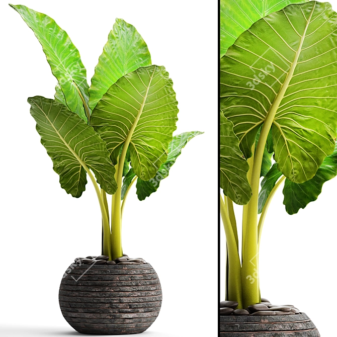 Tropical Elegance: Alocasia Plant 3D model image 1