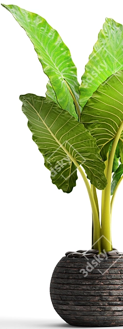 Tropical Elegance: Alocasia Plant 3D model image 2