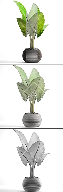 Tropical Elegance: Alocasia Plant 3D model image 3