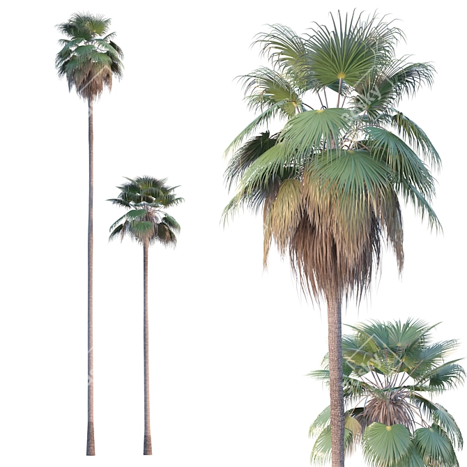 Tropical Majesty: Washingtonia Robusta Palms 3D model image 1