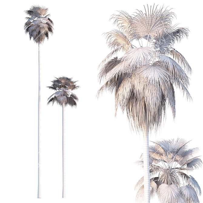Tropical Majesty: Washingtonia Robusta Palms 3D model image 3